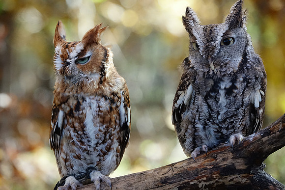 Eastern Screech Owl