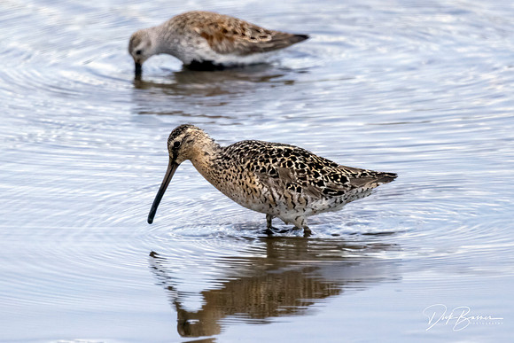 Short Billed Dowitcher