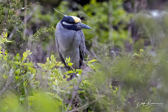 Yellow-Crowned Night Heron