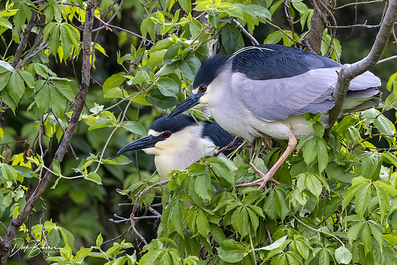 Nesting Yellow-Crowned Night Herons