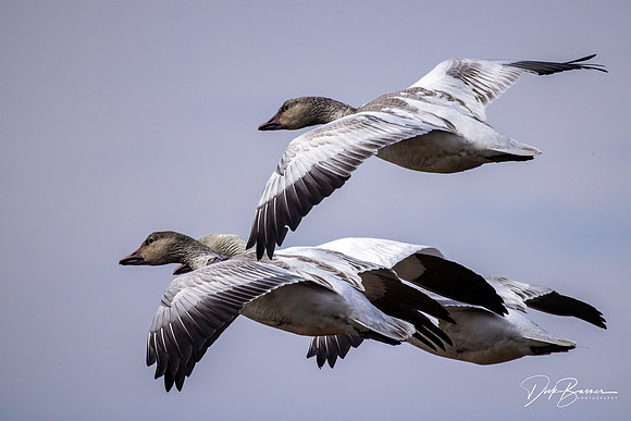 Snow Geese (Blue Morph)