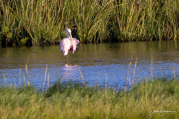 a vagrant Roseate Spoonbill vacationing in NJ