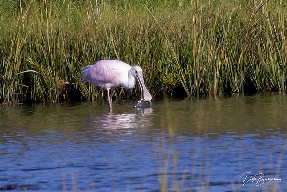 a vagrant Roseate Spoonbill vacationing in NJ