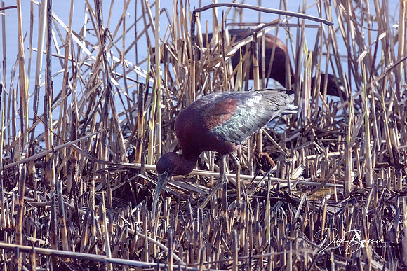 Glossy Ibis
