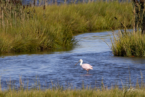 a vagrant Roseate Spoonbill vacationing in NJ
