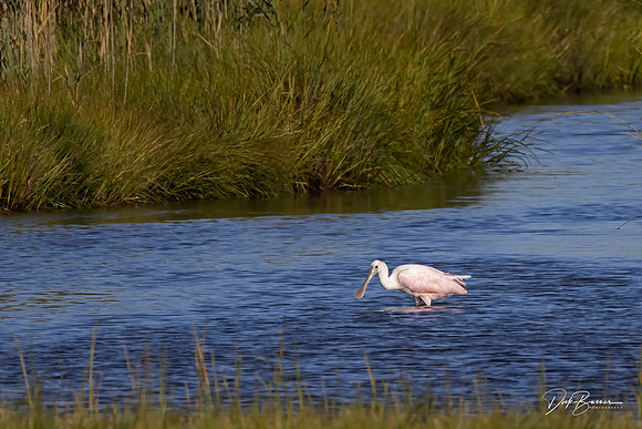 a vagrant Roseate Spoonbill vacationing in NJ