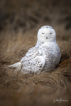 Queen Snowy of Forsythe