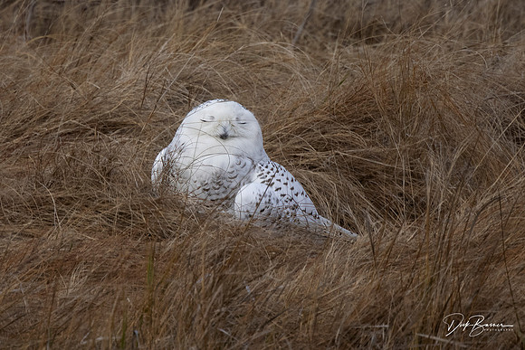 Snowy Owl