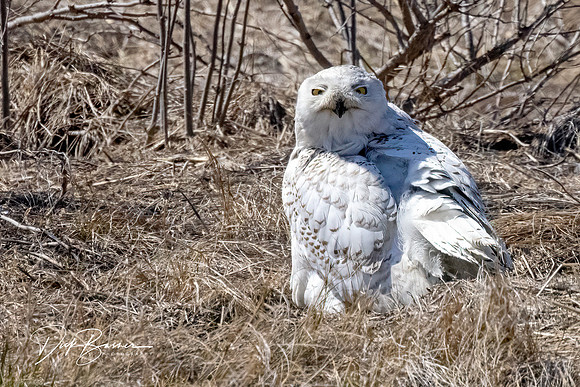 Snowy Owl