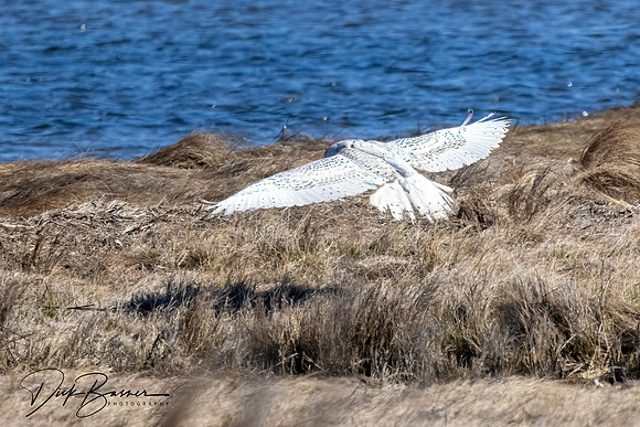 Snowy Owl
