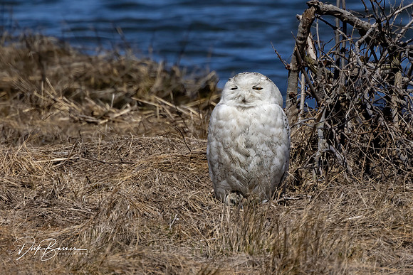 Snowy Owl