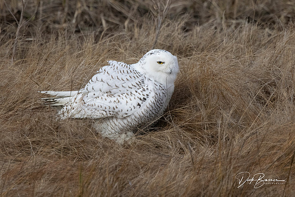 Queen Snowy 3