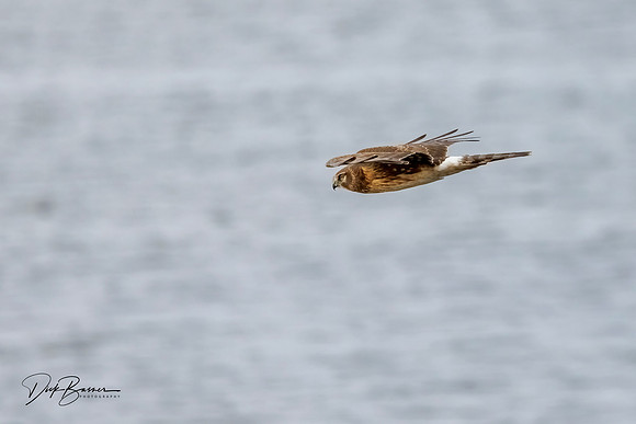 Female Northern Harrier