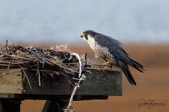 Peregrine Falcon on Osprey platform nest