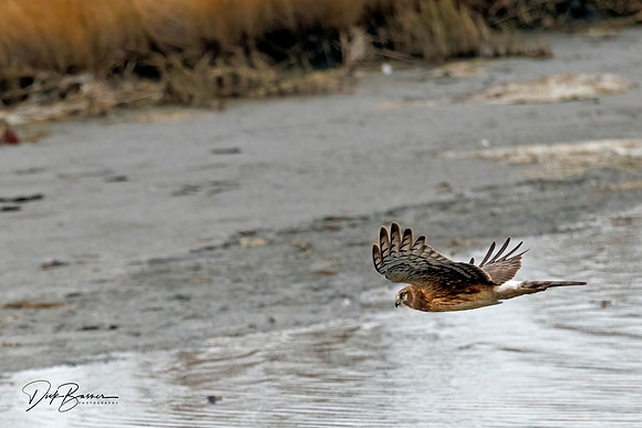 Female Northern Harrier