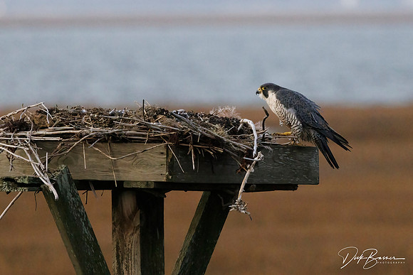 Peregrine Falcon on Osprey platform nest