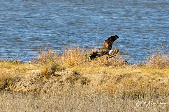 Female Northern Harrier hunting voles