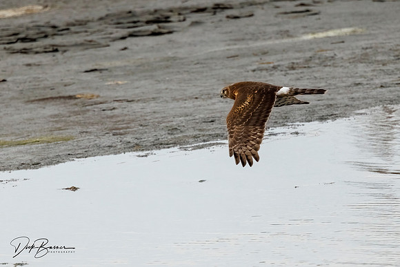 Female Northern Harrier