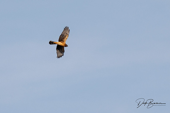 Female Northern Harrier