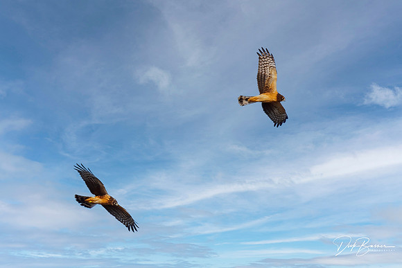 Two Female Northern Harriers