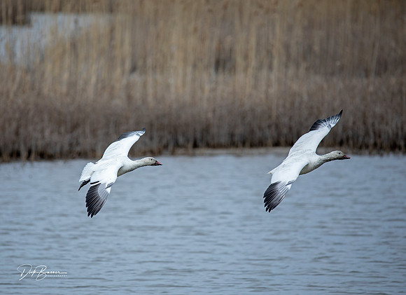 Snow Geese