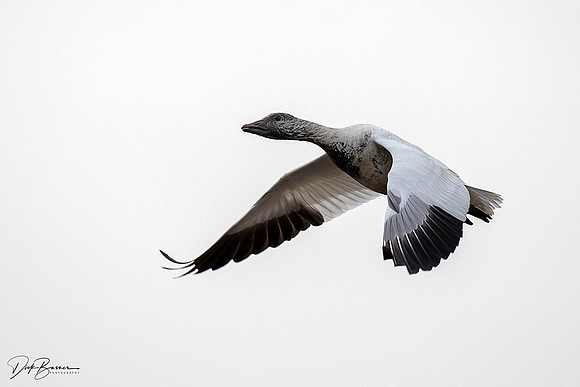 Snow Geese