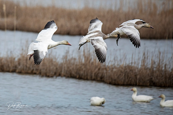 Snow Geese