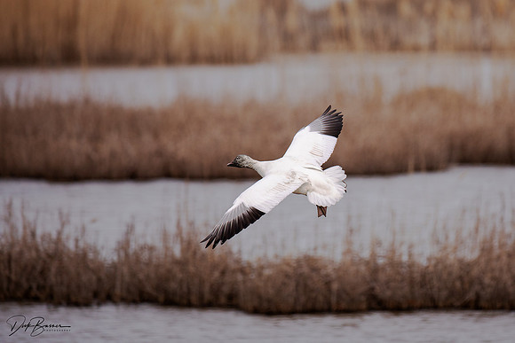 Snow Geese