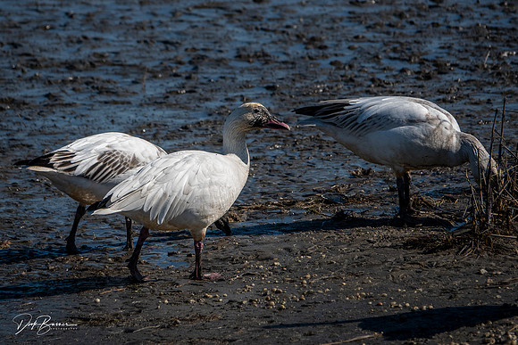 Snow Geese