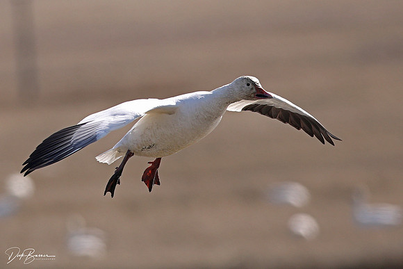 Snow Geese