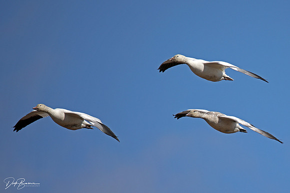 Snow Geese