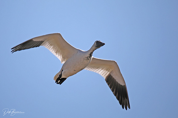 Snow Geese
