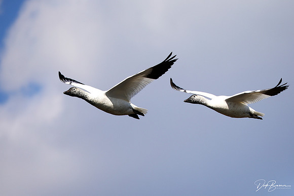 Snow Geese