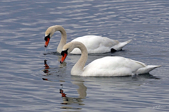 Mute Swans