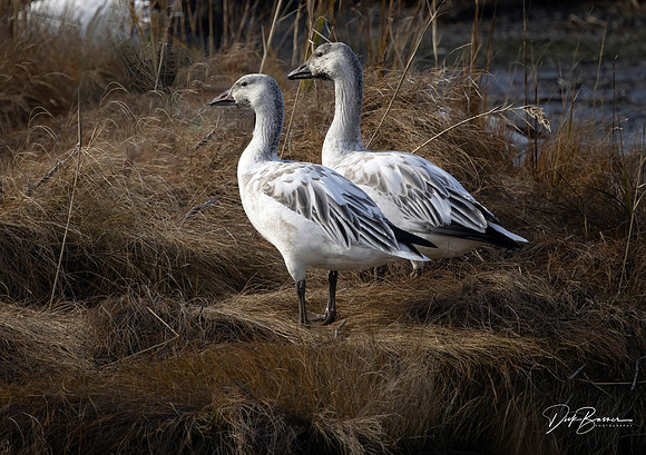Two Snow Geese