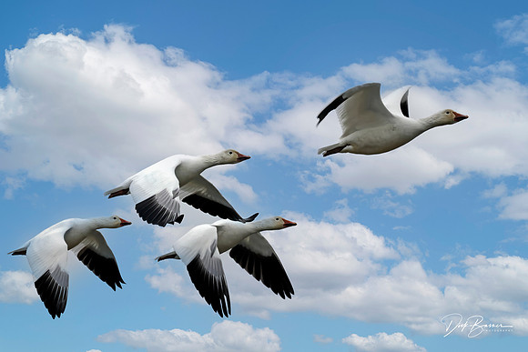 Snow Geese