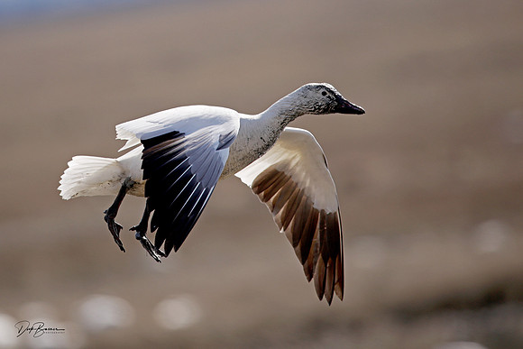 Snow Geese