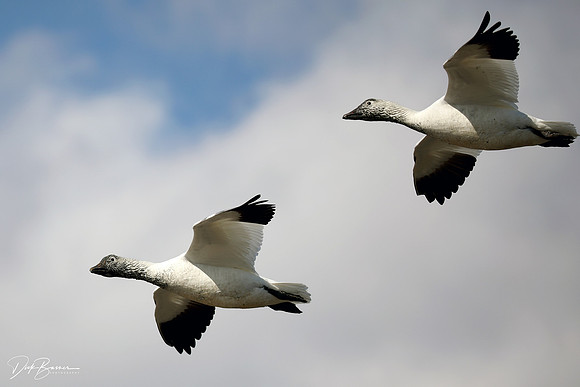 Snow Geese