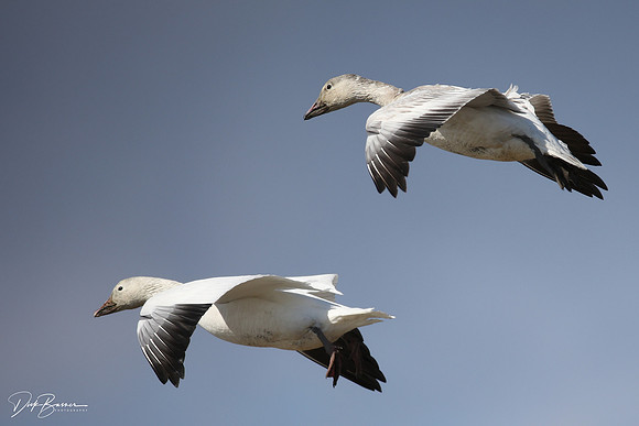 Snow Geese