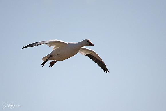 Snow Geese