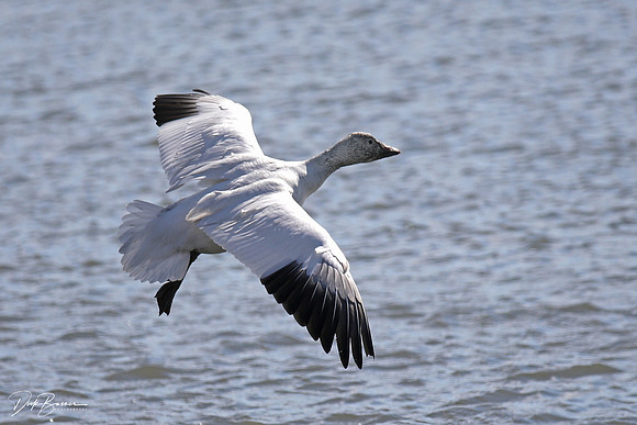 Snow Geese