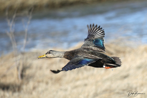 American Black Duck - Female