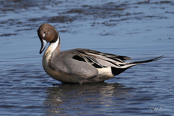Northern Pintail Duck - Male