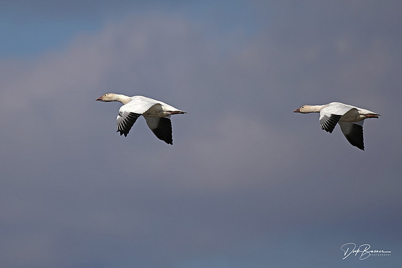 Snow Geese
