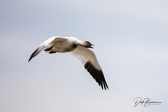Snow Geese