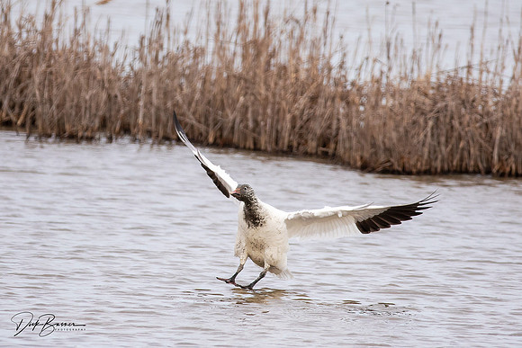 Snow Geese