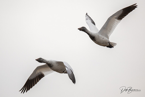 Snow Geese
