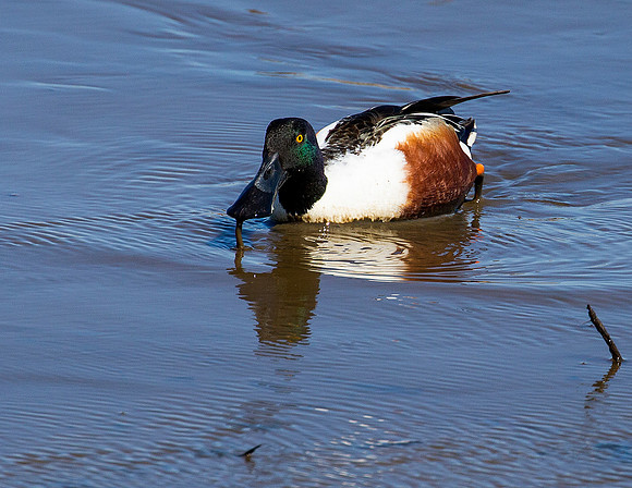 Northern Shoveler