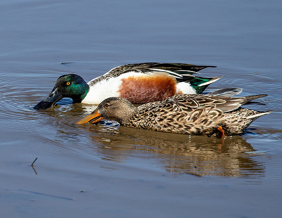 Northern Shovelers