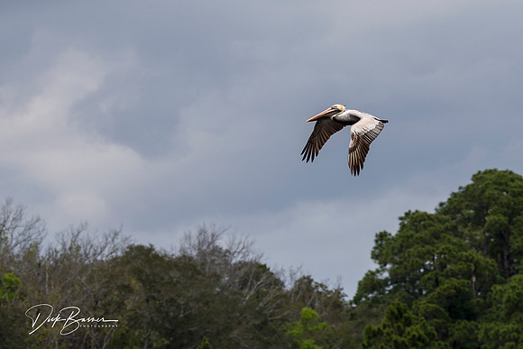 Brown Pelican